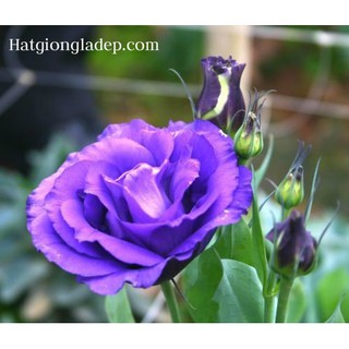 Hạt Giống Hoa Cát Tường