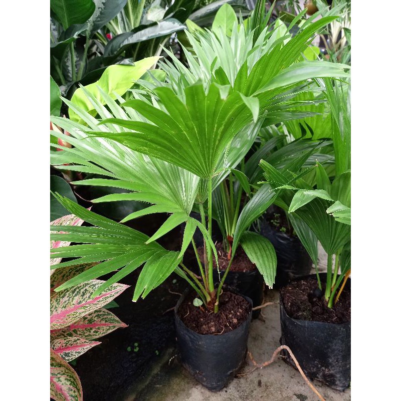 Cây cọ cao 35cm
