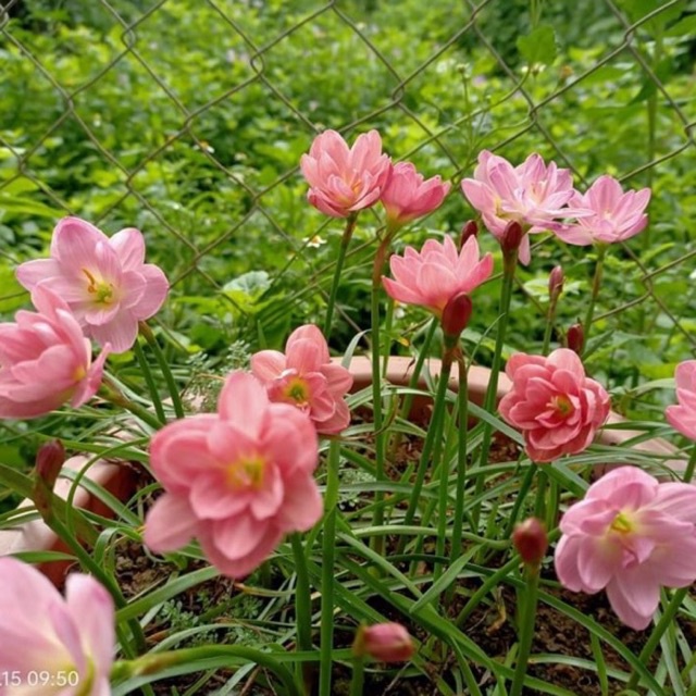 Huệ mưa kép ngoại Peony Pink