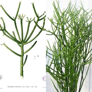 Cây giao chữa viêm xoang 100g