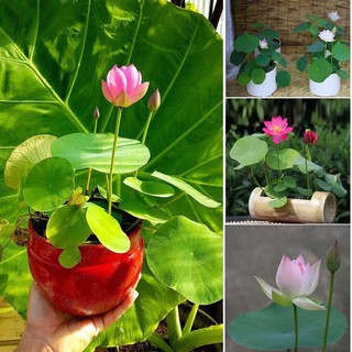 Hạt giống Hoa Sen Mini Dễ Trồng, Nhiều Màu - gói 10 hạt