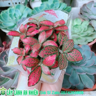 Cây Cẩm Nhung (lá may mắn)