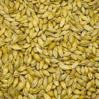 HẠT LÚA MẠCH - GÓI 1KG
