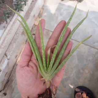 Cây nha đam ( Lô hội ) tươi