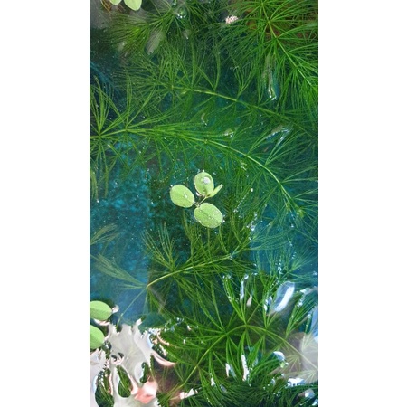 30 cây Bèo Tổ Ong