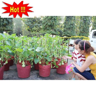 Hạt giống Bầu hồ lô