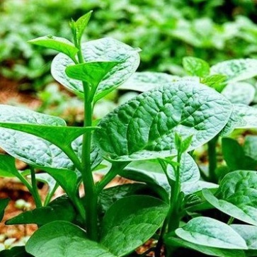 Hạt giống rau mồng tơi (gói 20gr, tặng kèm phân)