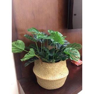 Cây lá rùa decor