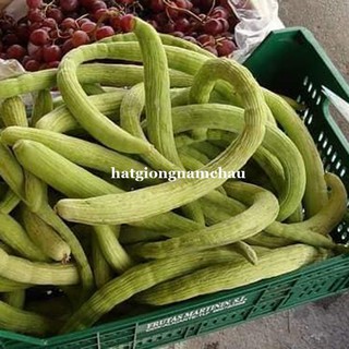 10H - DƯA CHUỘT MĨ SIÊU DÀI ARMENIA