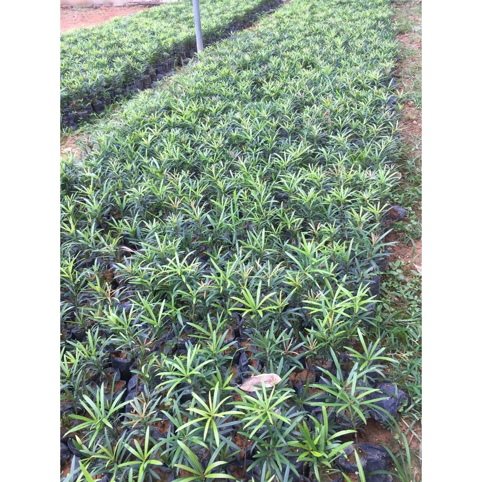 COMBO 10 CÂY GIỐNG TÙNG LA HÁN. CÂY PHONG THỦY(10 CÂY TẶNG 1 CÂY )