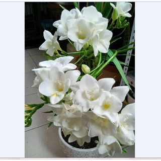 Củ giống hoa lan nam phi hoa màu trắng - tặng kèm viên nén ươm củ