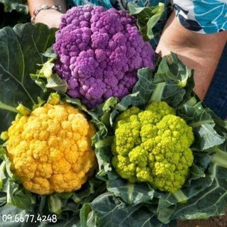 Hạt Giống Súp Lơ Mix