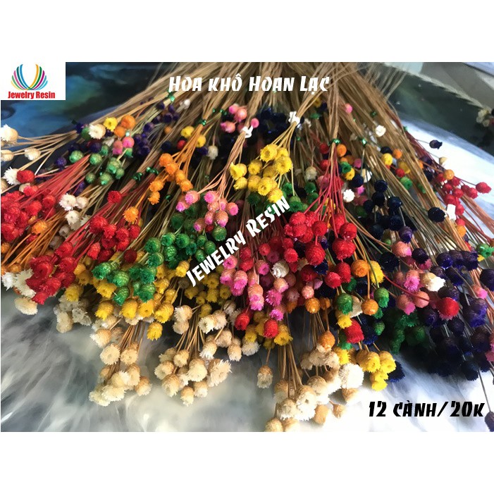 HOA KHÔ HOAN LẠC