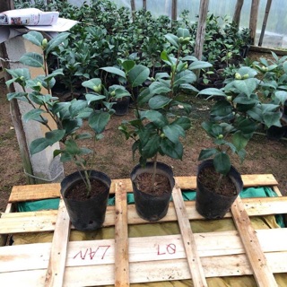 Hoa trà my cánh kép sẵn nụ