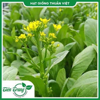 Hạt giống cải ngồng tn - 52