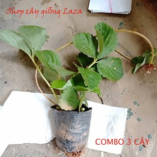 COMBO 3 cây dâu tây Hana F1 chịu nhiệt , siêu ngọt size1