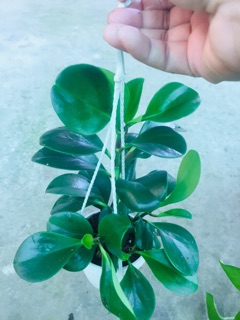 TRƯỜNG SINH XANH CHẬU TREO MINI
