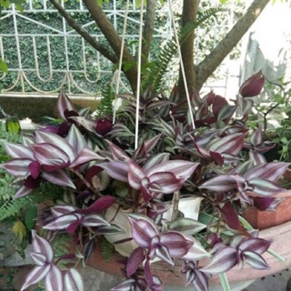 Combo 20 cành THÀI LÀI TÍA trồng chậu treo