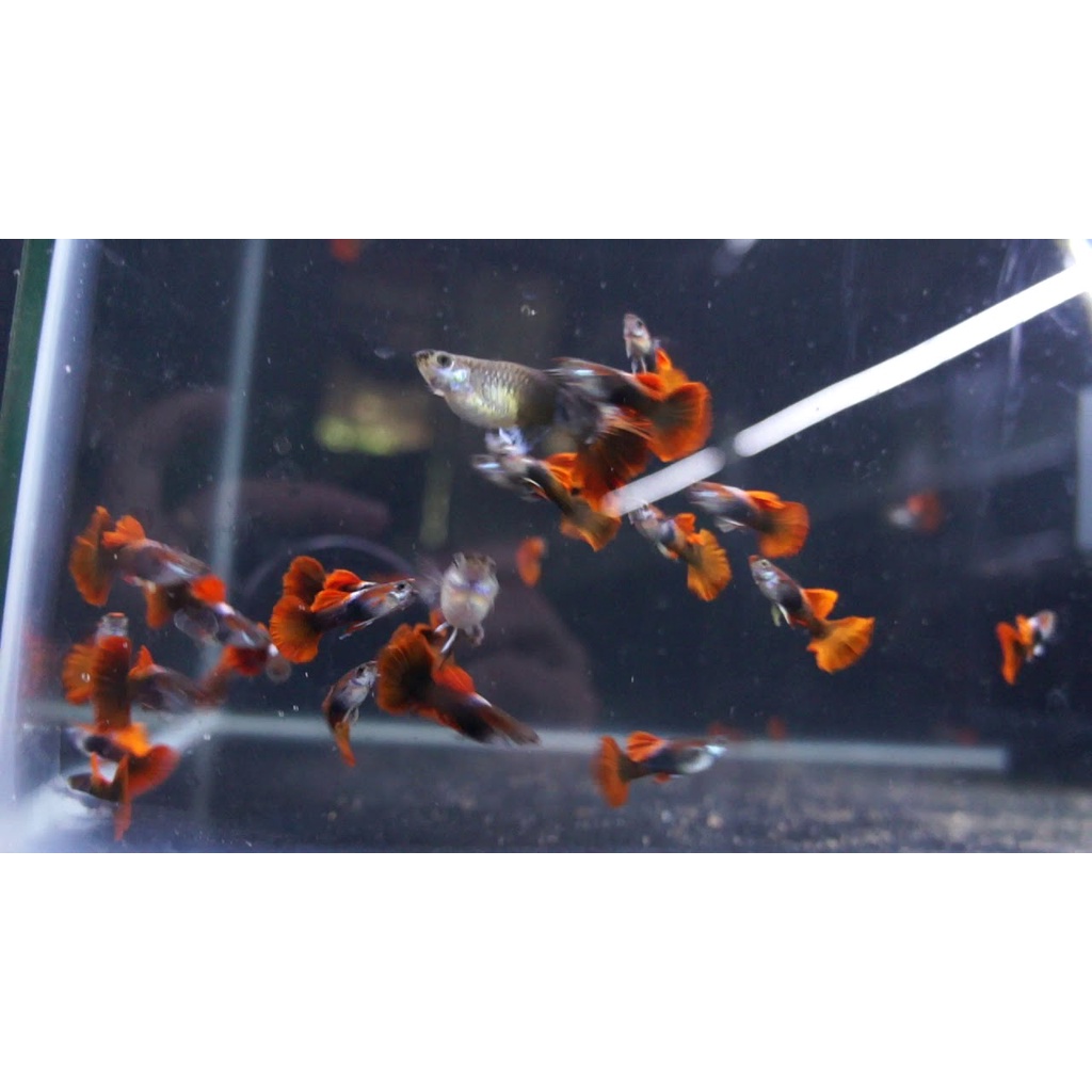 Cám cá guppy HB Red Rose + Tặng thùng xốp 30x20x10 chống thấm