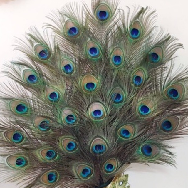 combo 30 lông công xanh 95-100cm loại to đẹp