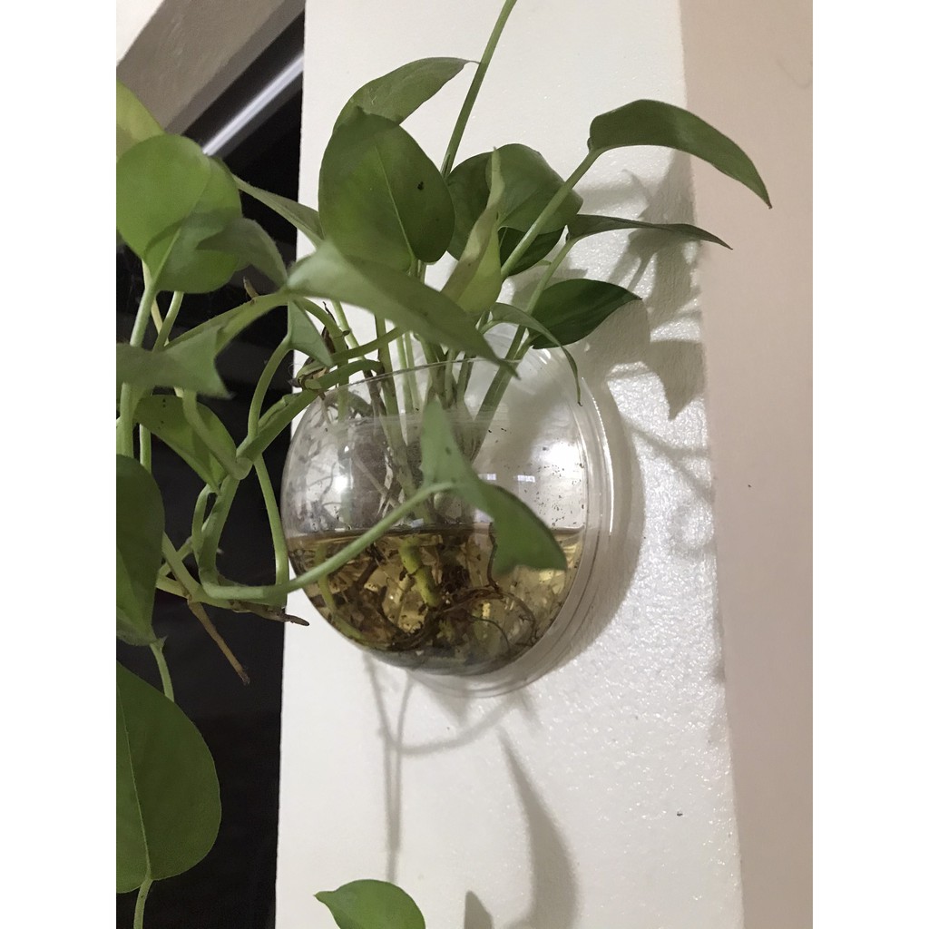 [15cm]  Bể cá treo tường, bình hoa gắn tường chậu thủy sinh chất liệu nhựa thủy tinh acrylic - trồng cây trong nhà