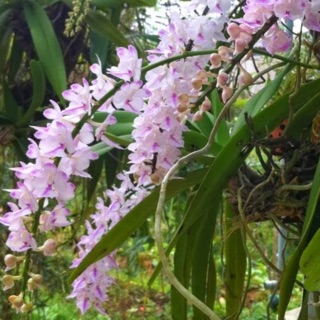 🍀Lan Cáo Bắc🍀