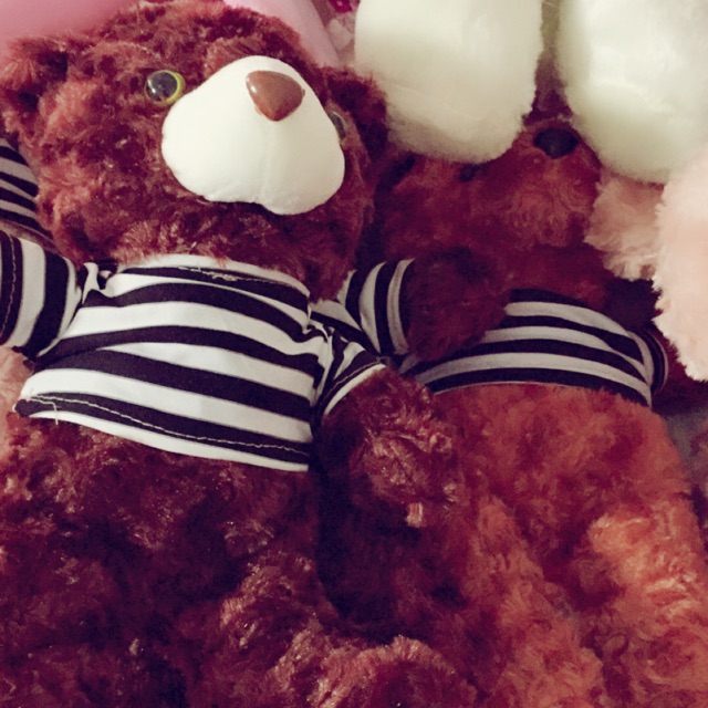 Teddy lông xoắn hoa hồng
