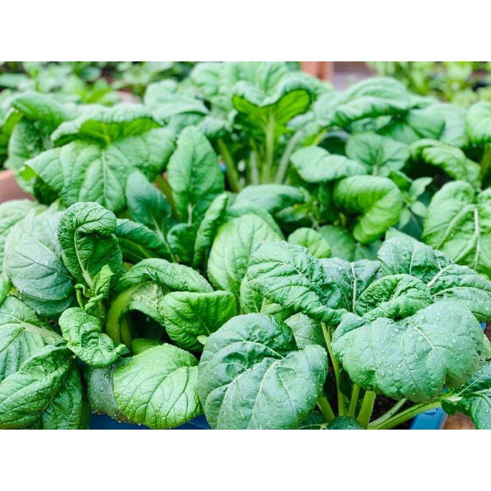 Cải Xanh Ngọt Vitamina