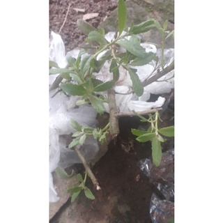1kg cúc tần tươi