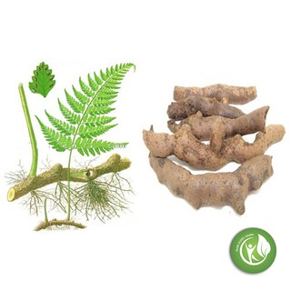 Tắc Kè Đá 1KG - ND114