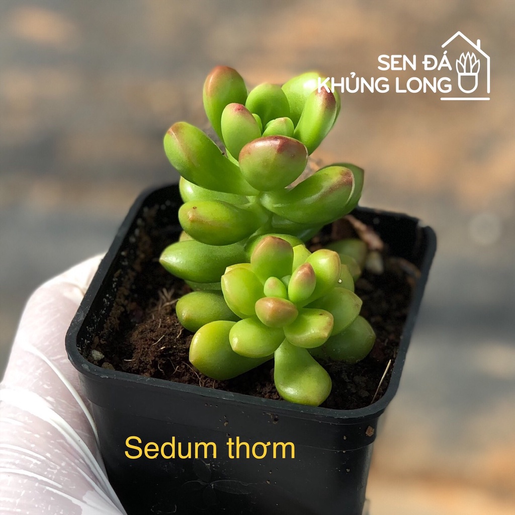 Sen Đá Sedum Thơm - Sedum Lucidum Obesum