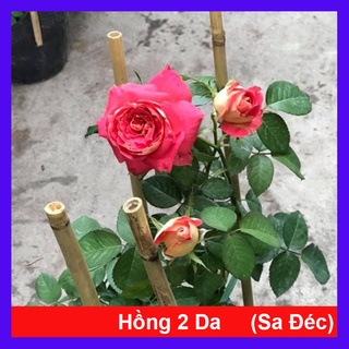 Hồng 2 Da Sa Đéc - cây cảnh để bàn