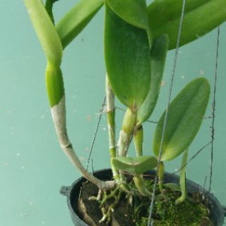 Catleya mini Tú Cầu Đò