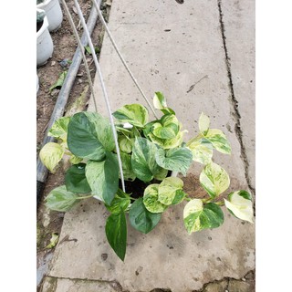 Cây trầu bà Trầu Bà Manjula Pothos (Trầu bà Ngọc Bích, )