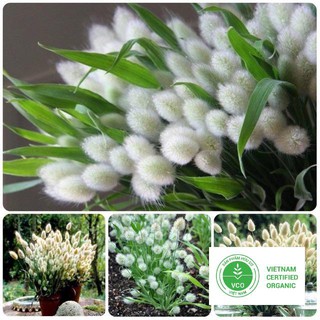 0.2g Hạt giống Cỏ đuôi thỏ (tặng gói Kích nẩy mầm và Hướng dẫn) THUTHUY