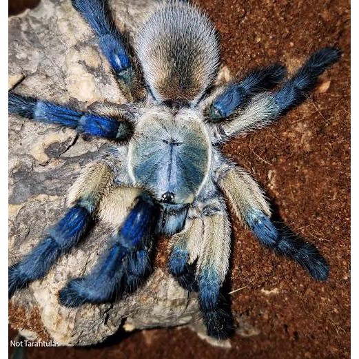 Tarantula Dây Đai Co Giãn Cho Tập Luyện Thể Thao