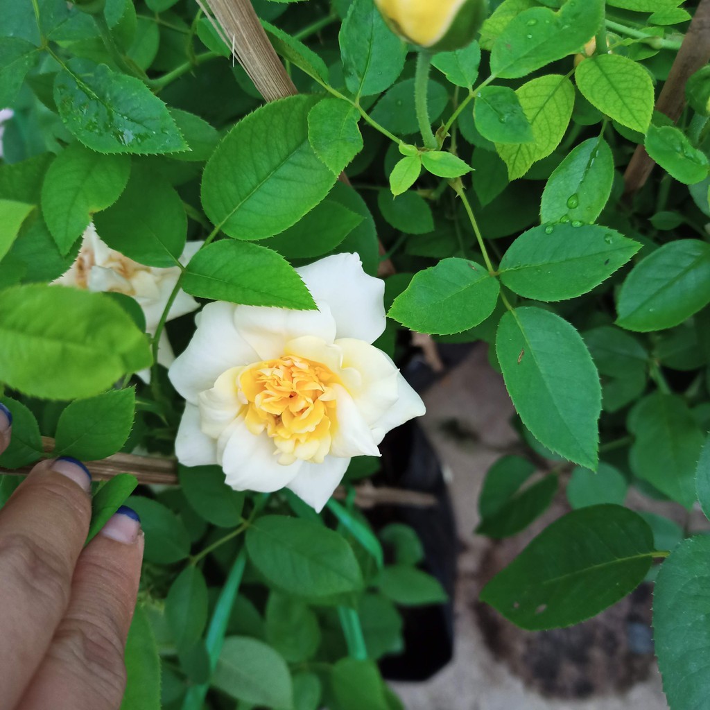 Chậu cây hoa hồng cổ tàu vàng trưởng thành, sẵn nụ, sắp hoa C10