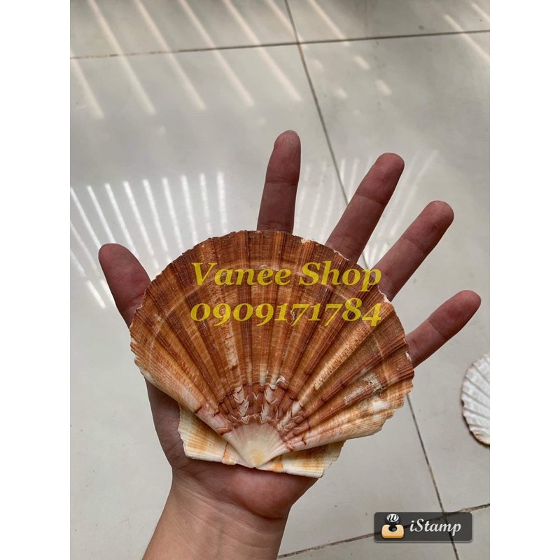 Vỏ sò điệp nâu đại