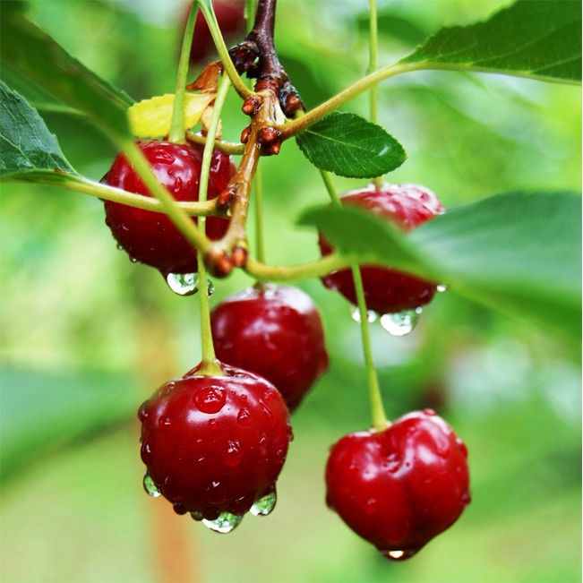 CÂY GIỐNG CHERRY ANH ĐÀO MỸ SIÊU CHỊU NHIỆT