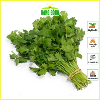 Hạt Giống Ngò Rí (Rau Mùi Ngò Ta) Dễ Trồng, Cây Sinh Trưởng và Kháng Bệnh Tốt (gói 20 gr) - Hạt giống Rạng Đông