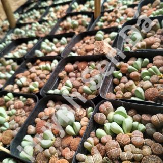 Lithop mix split rock (nguyên chậu)