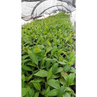 cây giống chuối tây thái