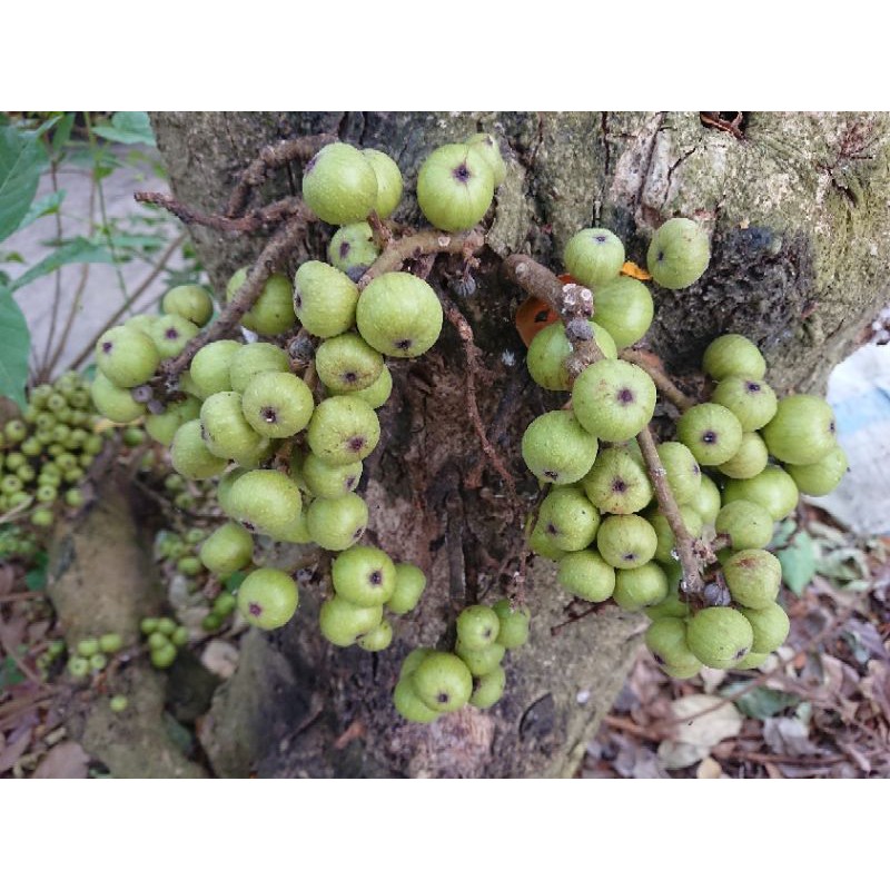 Trái sung tươi (400gr) - ship hàng sáng thứ 2