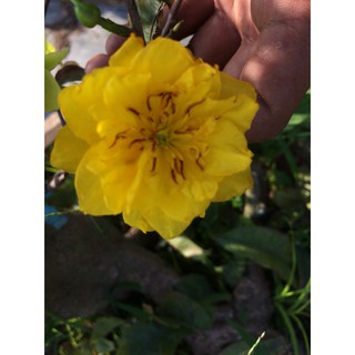 2 Cây Mai Cúc Bi Mini