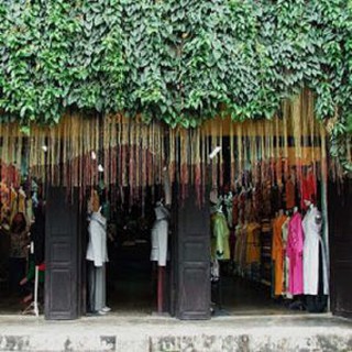 Hạt Giống Cây dây leo - Dây liêm hồ đằng, dây tơ hồng thái 10 hạt