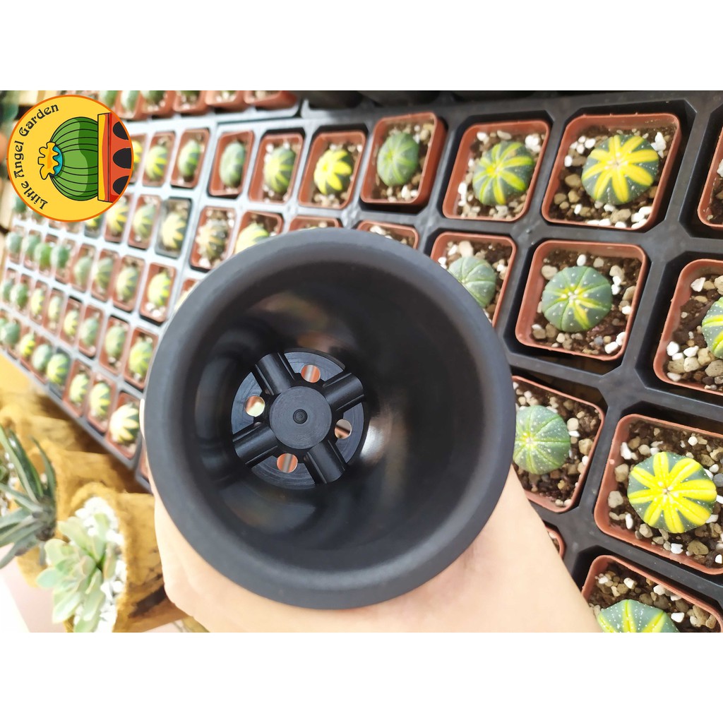 Châu nhựa tròn, dày, loe, miệng đen - Thích hợp trồng xương rồng và Haworthia