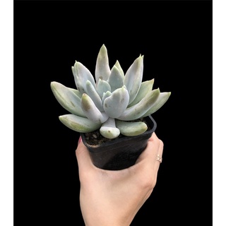 SEN ĐÁ GIỐNG MỚI ĐỘT BIẾN LÁ