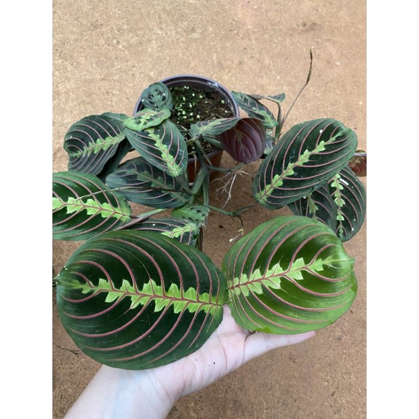 Chậu cứng 2 loại đuôi công maranta tuyệt đẹp