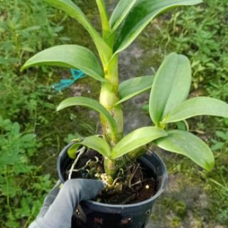 Lan denro vàng lưỡi đỏ - lớn
