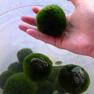 Rêu quả cầu bóng rêu quả cầu trang trí bể thủy sinh bể cá cảnh cây thủy sinh trang trí hồ thủy sinh